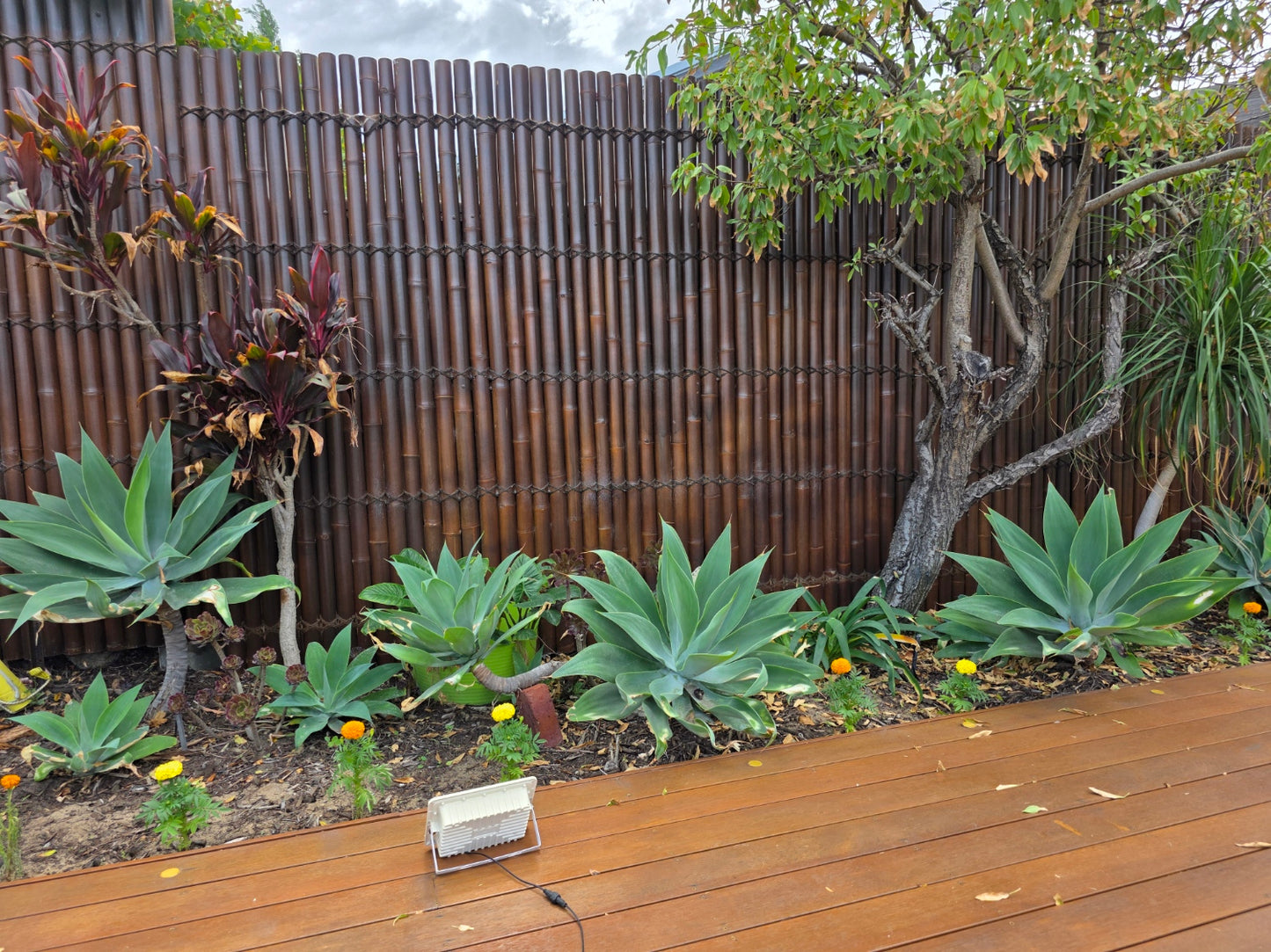 Bamboo Fence Panels Perth - Dark Colour (H2400 x W1000mm)